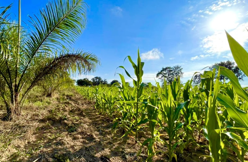 Macaúba pode ser aposta ecologicamente sustentável para gorduras industriais