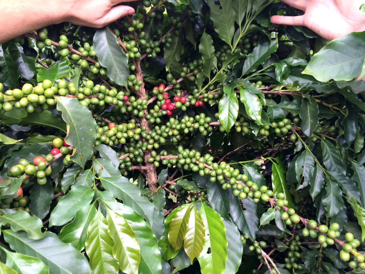 Acadian Plant Health apresenta palestra sobre uso de bioestimulates no café, em Uberlândia (MG)