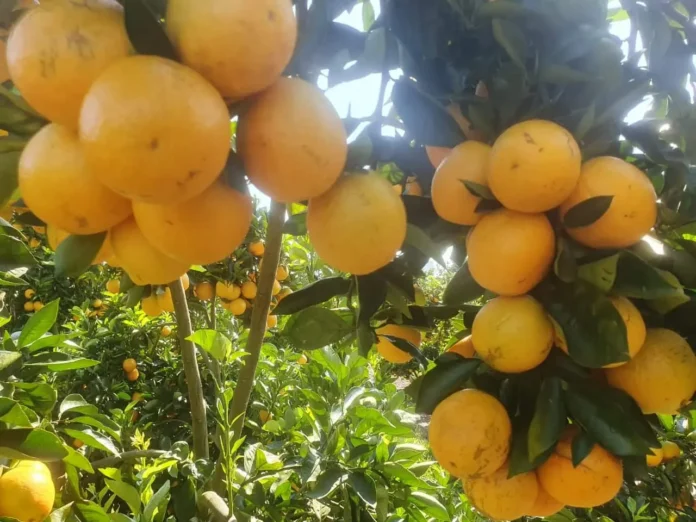 0903-frutas-2