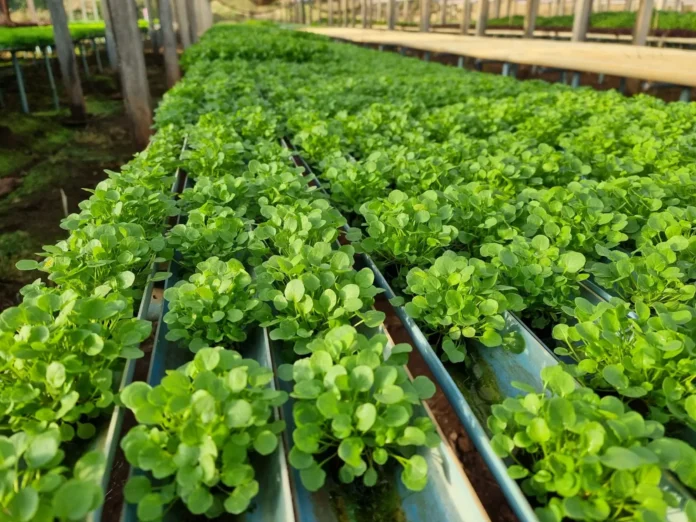 unnamed-2022-07-15T155245.777