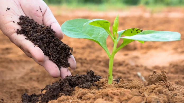 fertilizantesiStock684977254