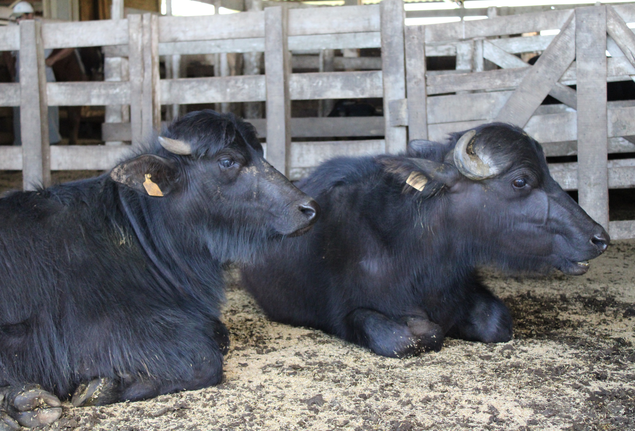 Cresce o interesse do consumidores gaúchos pela carne de búfalo e produtos processados