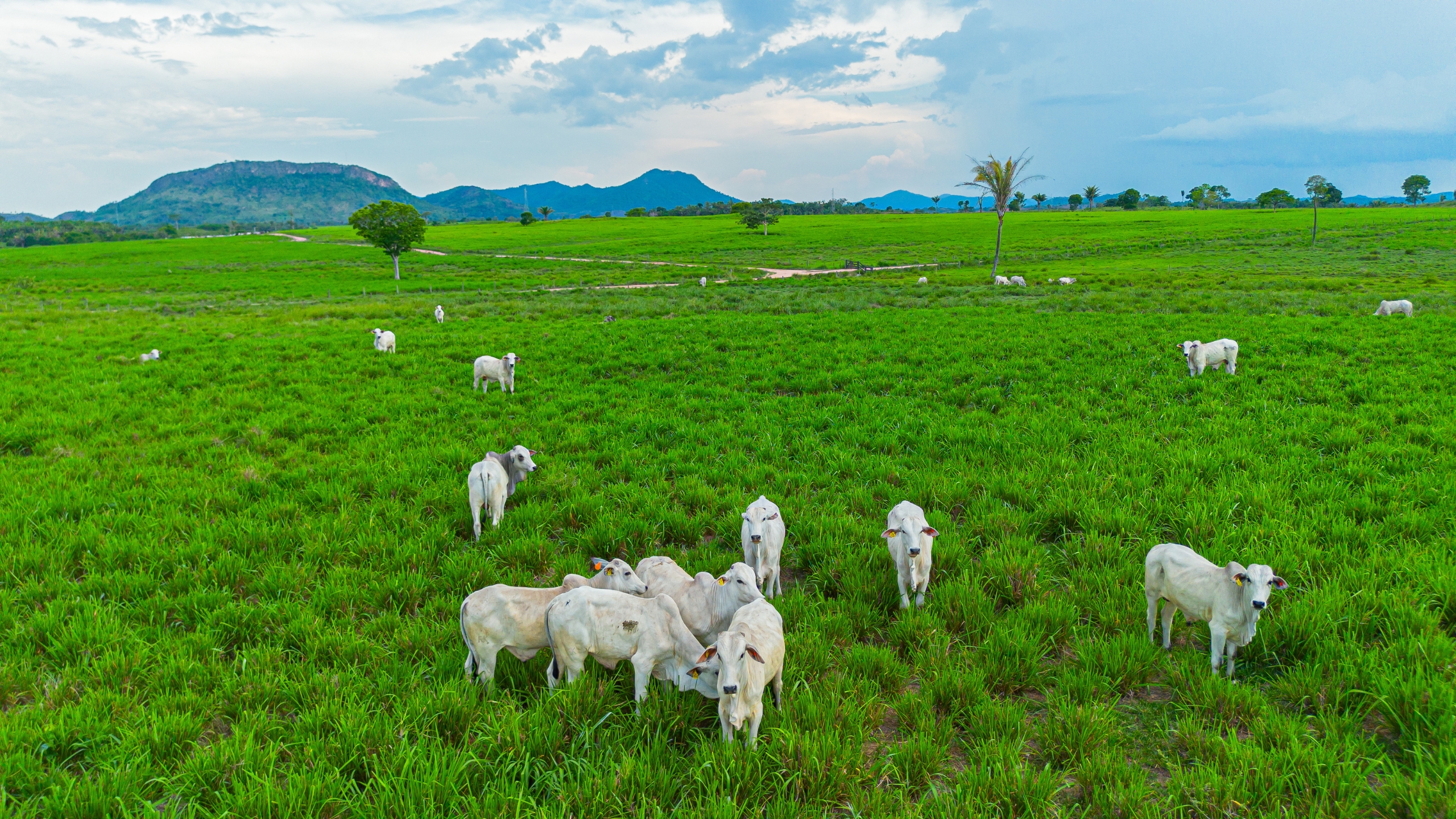 2ª edição dos Diálogos Boi na Linha aponta caminhos para superar desafios e promover o desenvolvimento da pecuária em Mato Grosso