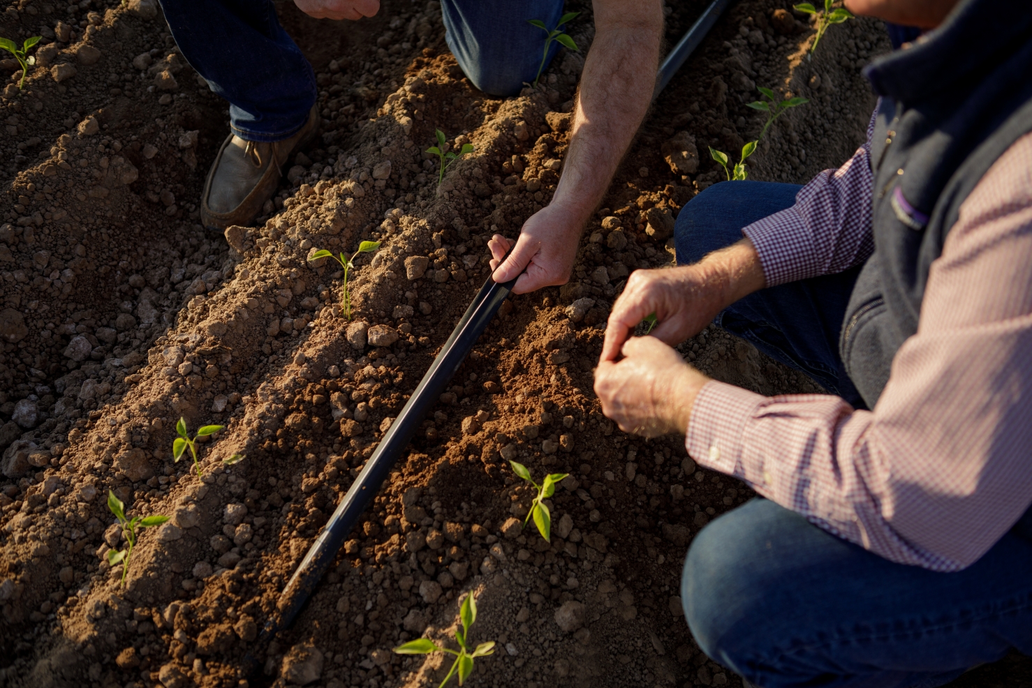 Israelense de irrigação lança tecnologia avançada de IA para ajudar o agricultor