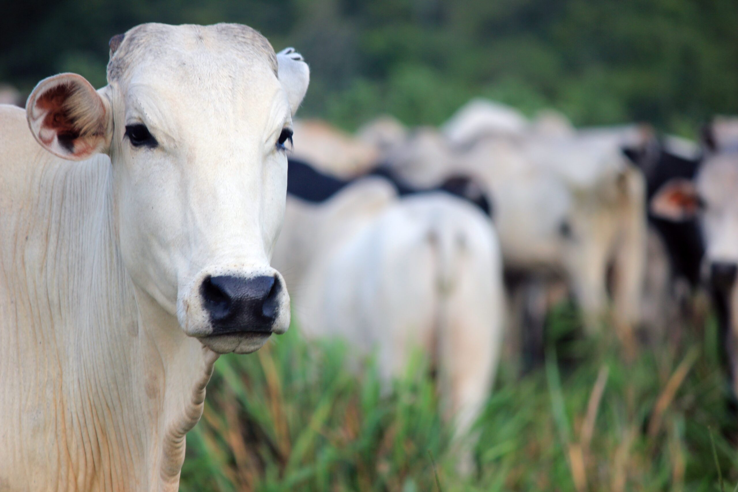 Jornadas técnicas a campo alertam pecuaristas para o controle da mosca-dos-chifres em bovinos