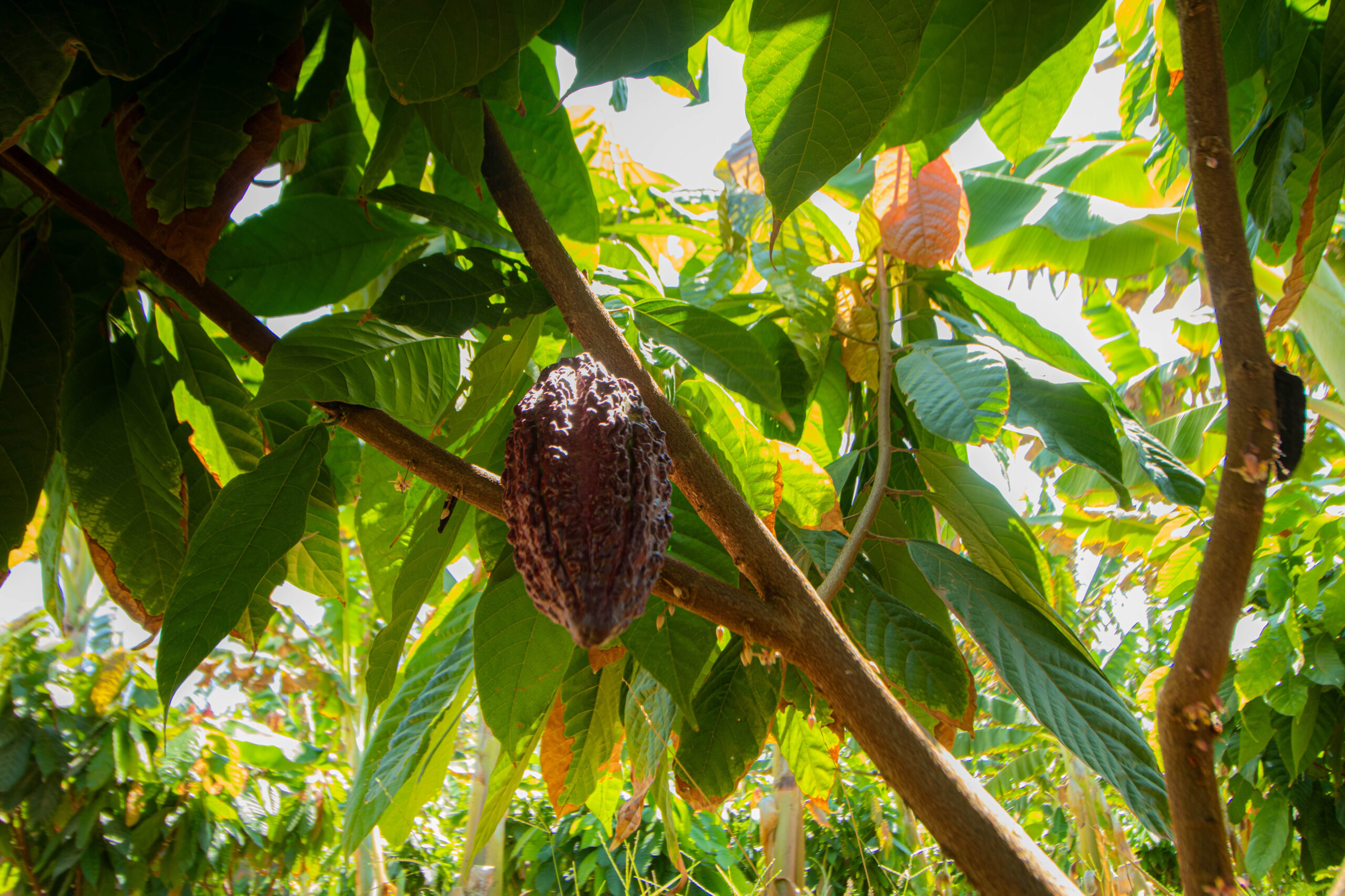 IBGE mostra novo recorde na produção de frutas baiana