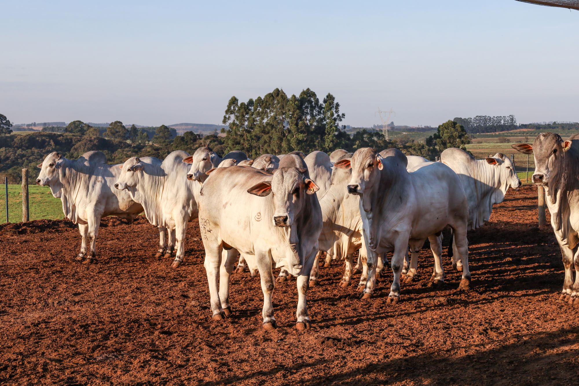 Confraria da Carcaça Nelore realiza leilão com animais de alto padrão na Feicorte 2024