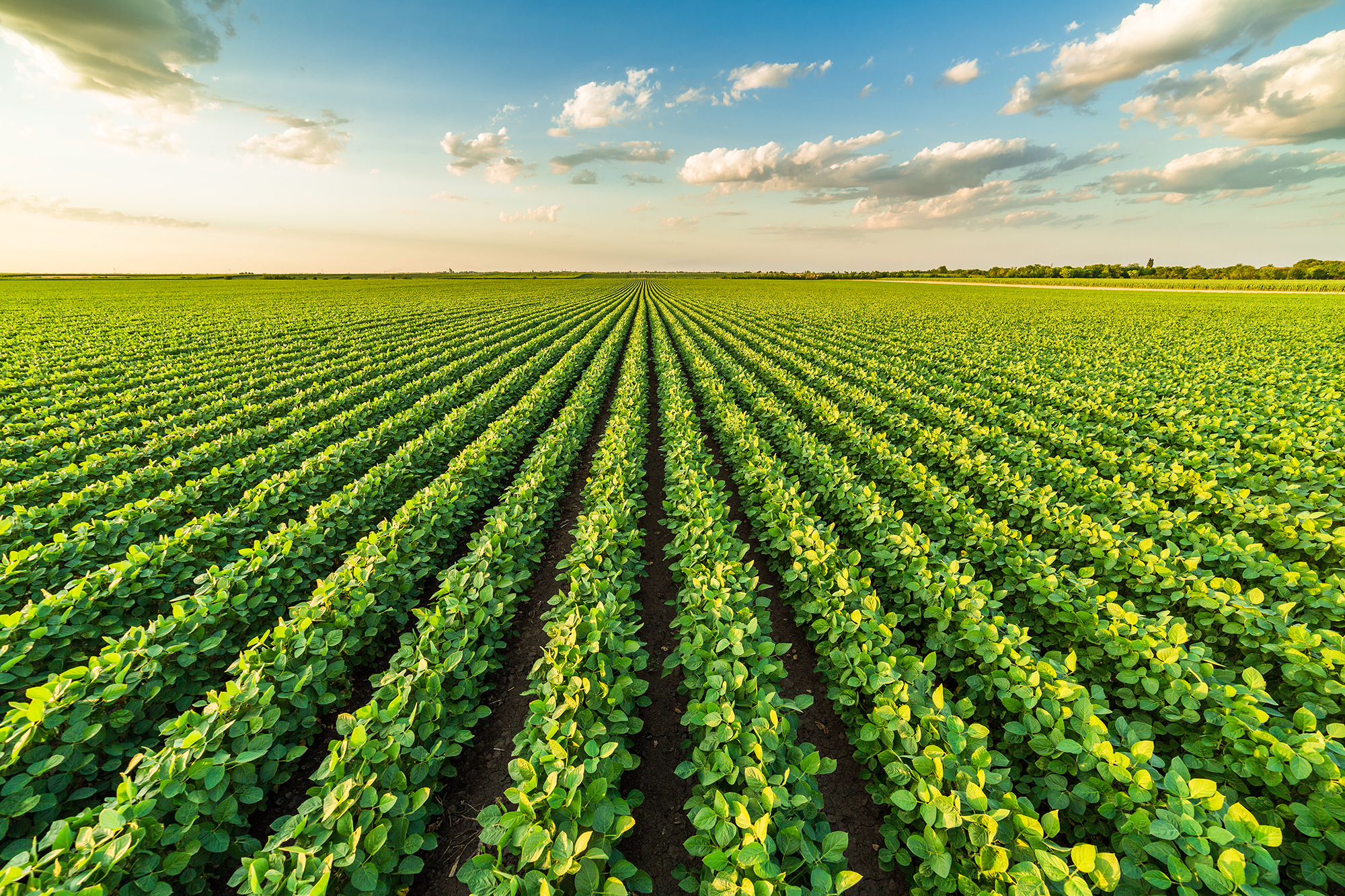 Micronutrientes balanceados e no momento certo é chave para uma safra de soja lucrativa