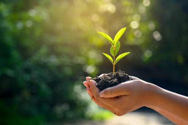 Sobre o tempo de plantar e o tempo de colher