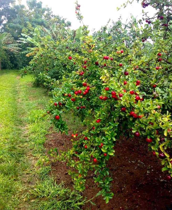 Em Pérola, noroeste do Paraná, produtores de acerola se organizam para obter selo de Indicação Geográfica