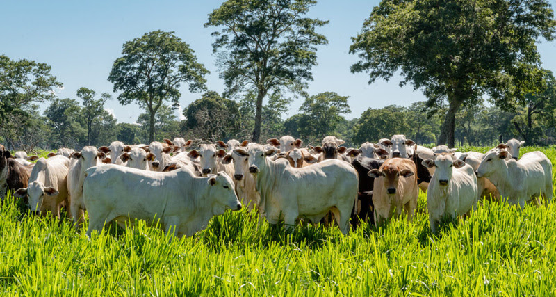 B3 adota Datagro como novo indicador para liquidação dos contratos futuros do boi gordo