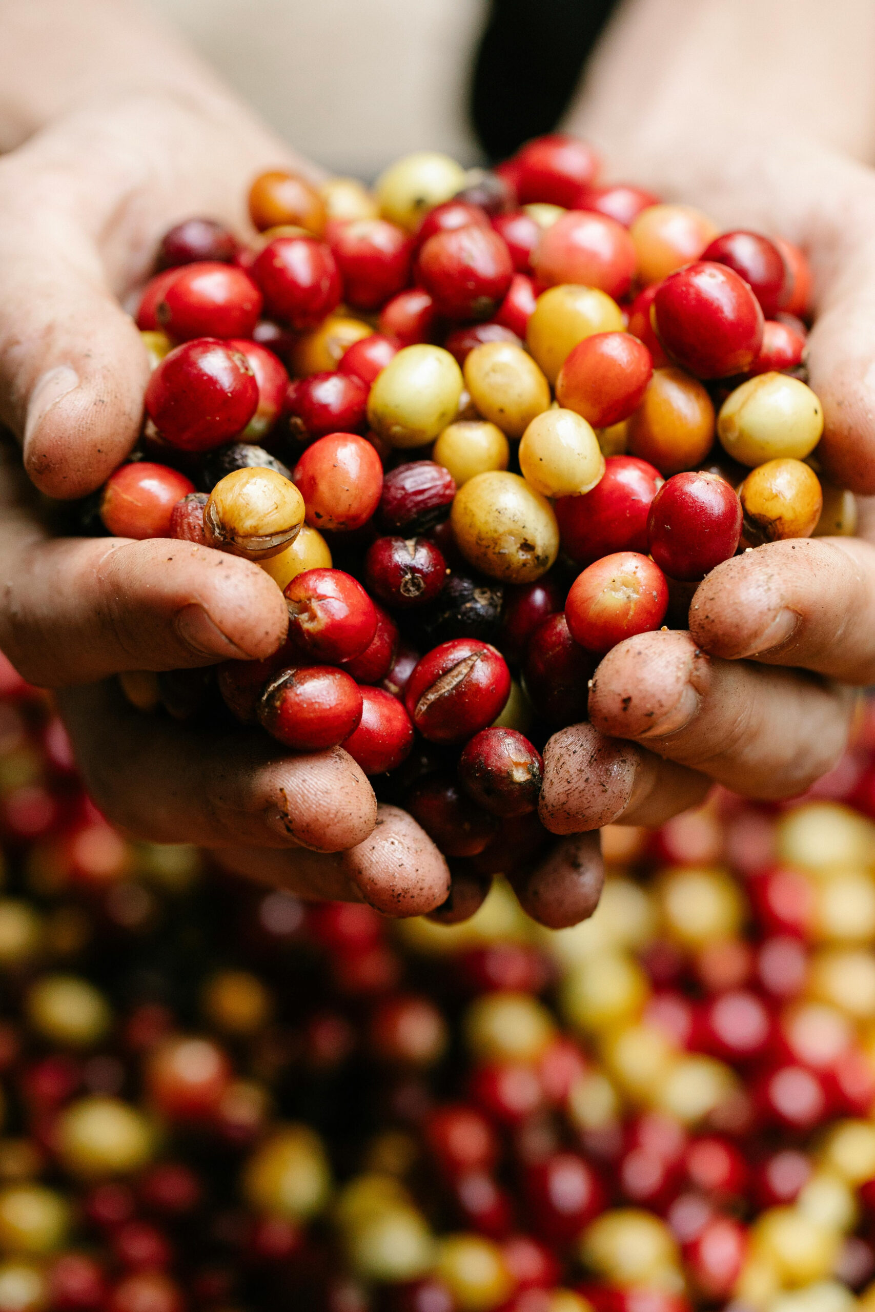 Primavera é época de controle da broca do café