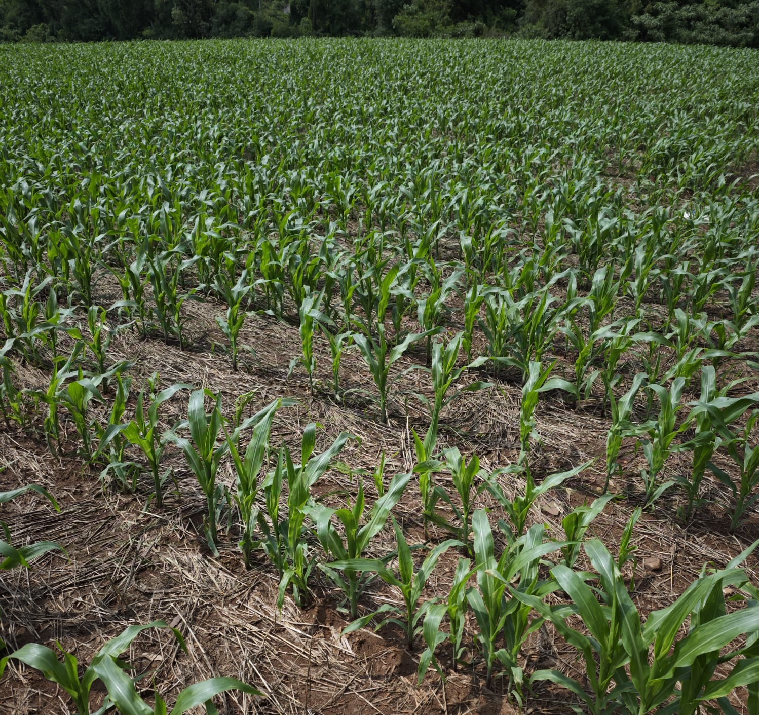 Sistema de Plantio Direto impulsiona a sustentabilidade no agro, diz presidente do Sistema FAESC/SENAR