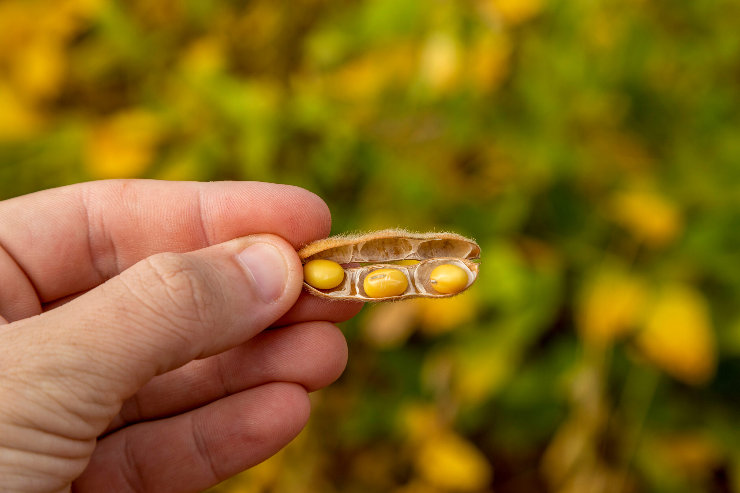 Estudo econômico identifica mudanças necessárias do uso da terra no cultivo de soja no Matopiba