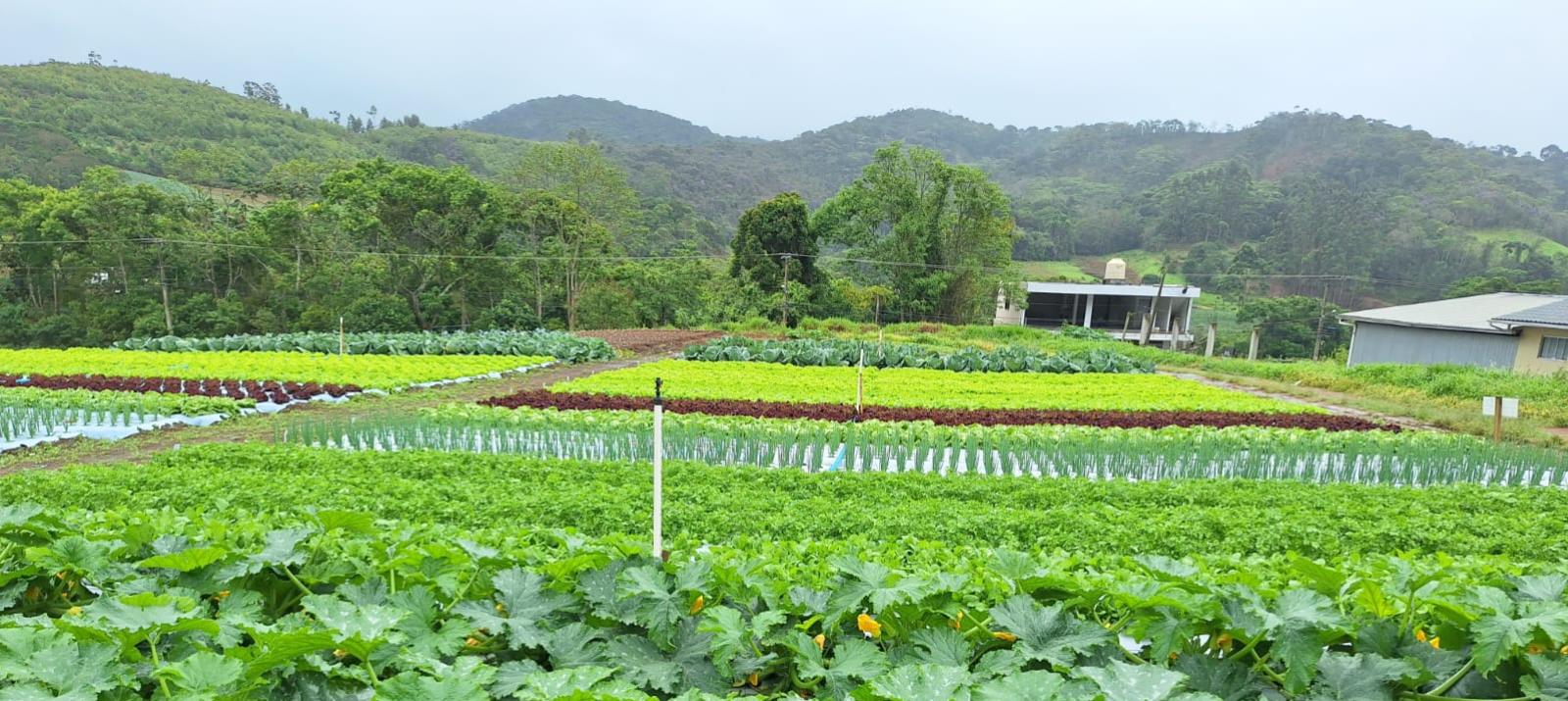 Sakata lança “Vem pro Campo” para impulsionar o conhecimento e a inovação em hortaliças regionalmente