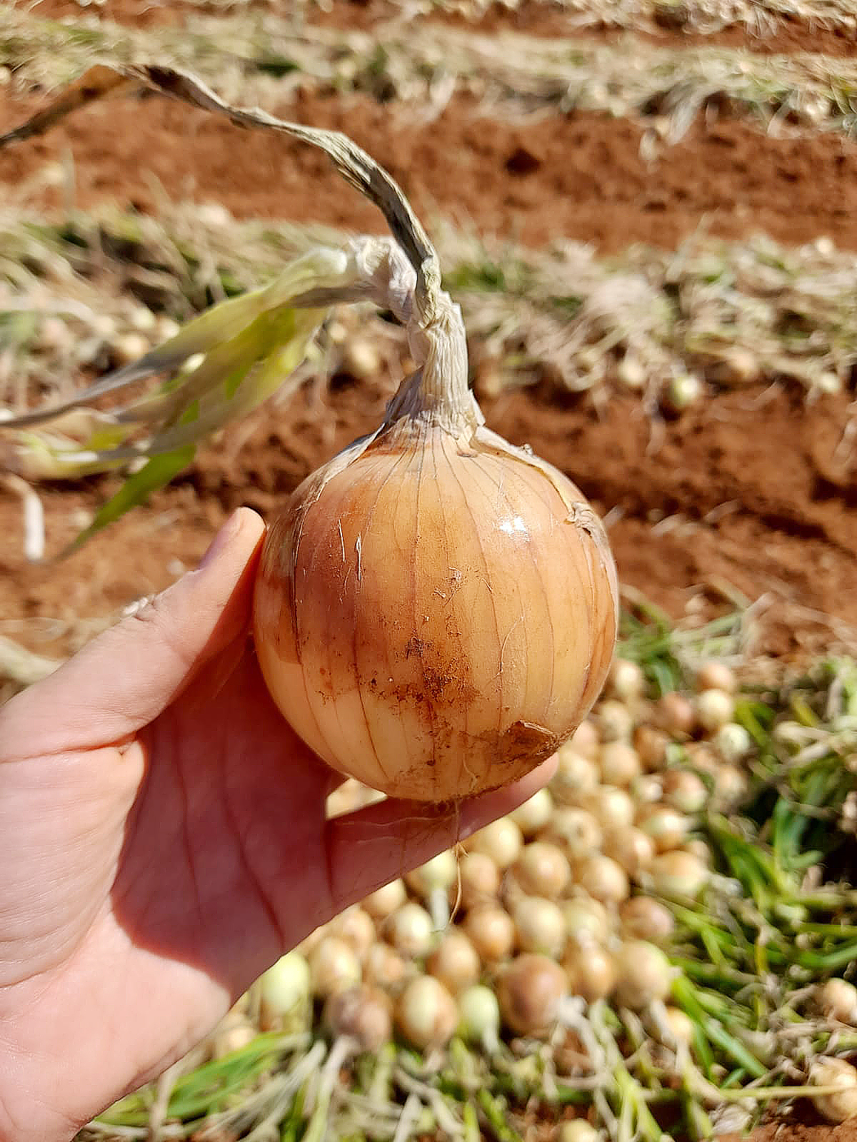 Expansão na produção de cebolas no Brasil reforça a importância de cultivares híbridas adaptadas