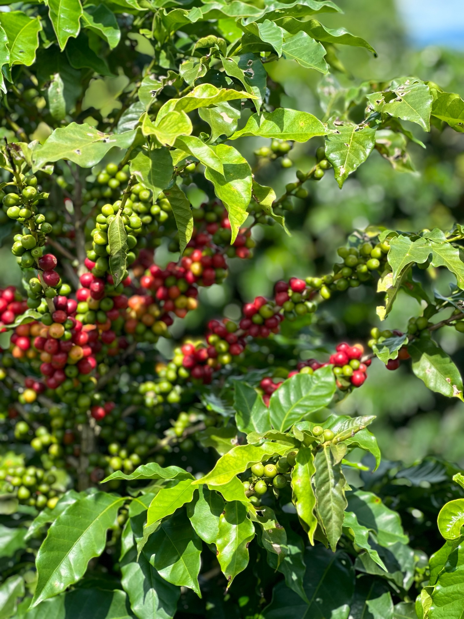 Irrigação por gotejamento ajuda o café na seca severa