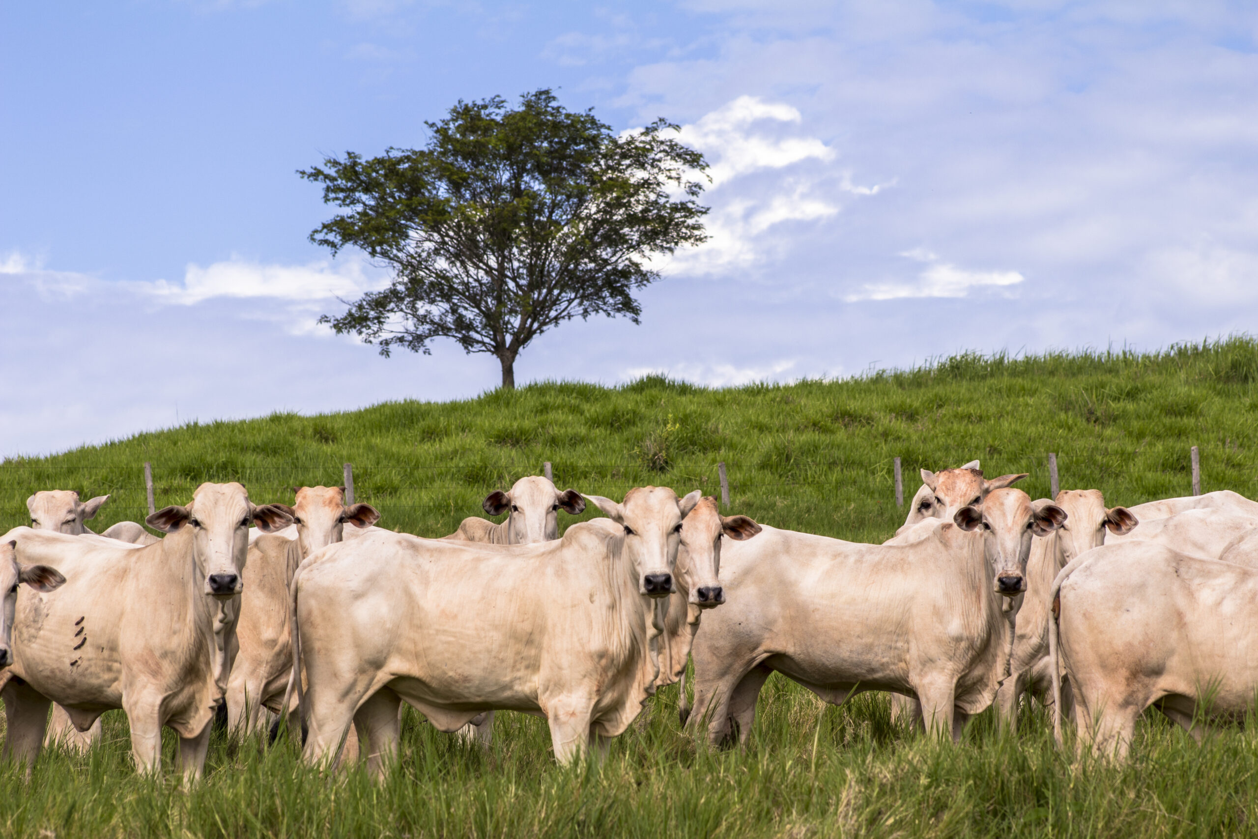 De Heus lança plano nutricional inovador para a produção de novilhas precoces