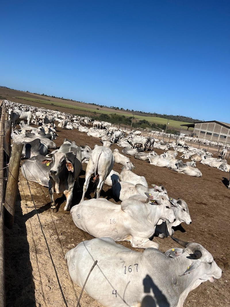 Projeto retira marcação a fogo na chegada do animal ao confinamento