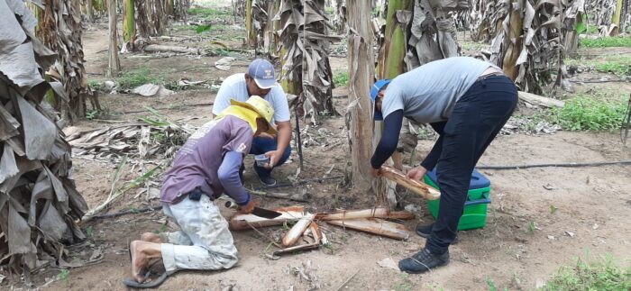 Fungo pode ser usado para controlar pragas na produção de bananas