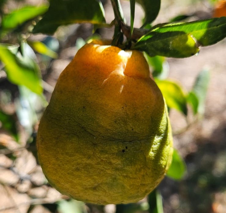 Agrodefesa realiza levantamento fitossanitário anual de Cancro Cítrico e HLB em pomares e viveiros comerciais de Goiás