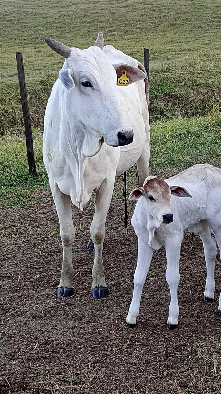 Os sinais da vaca ajudam e melhorar o manejo dos bovinos leiteiros no Brasil