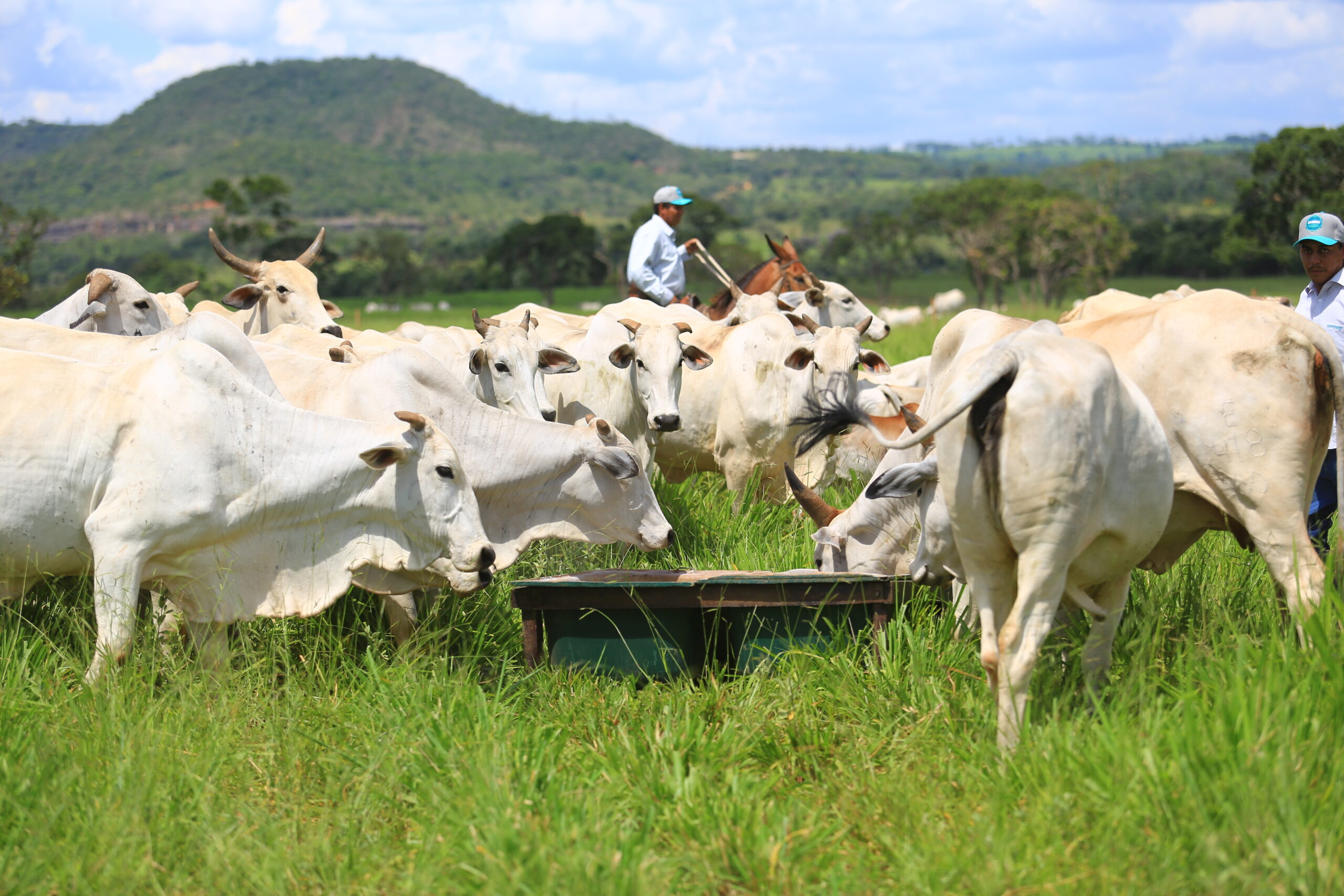 Como o manejo do cocho pode otimizar a nutrição e aumentar a lucratividade da fazenda?