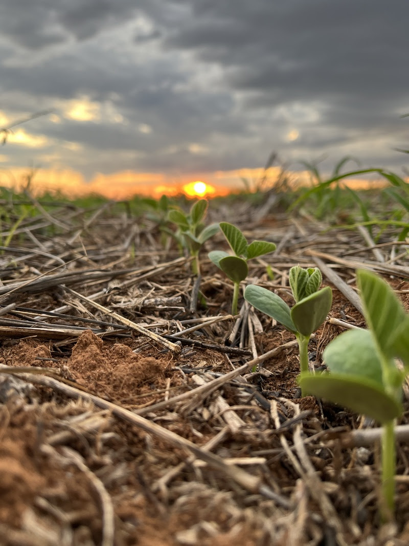 Inoculação na agricultura: a base para cultivos sustentáveis e produtivos