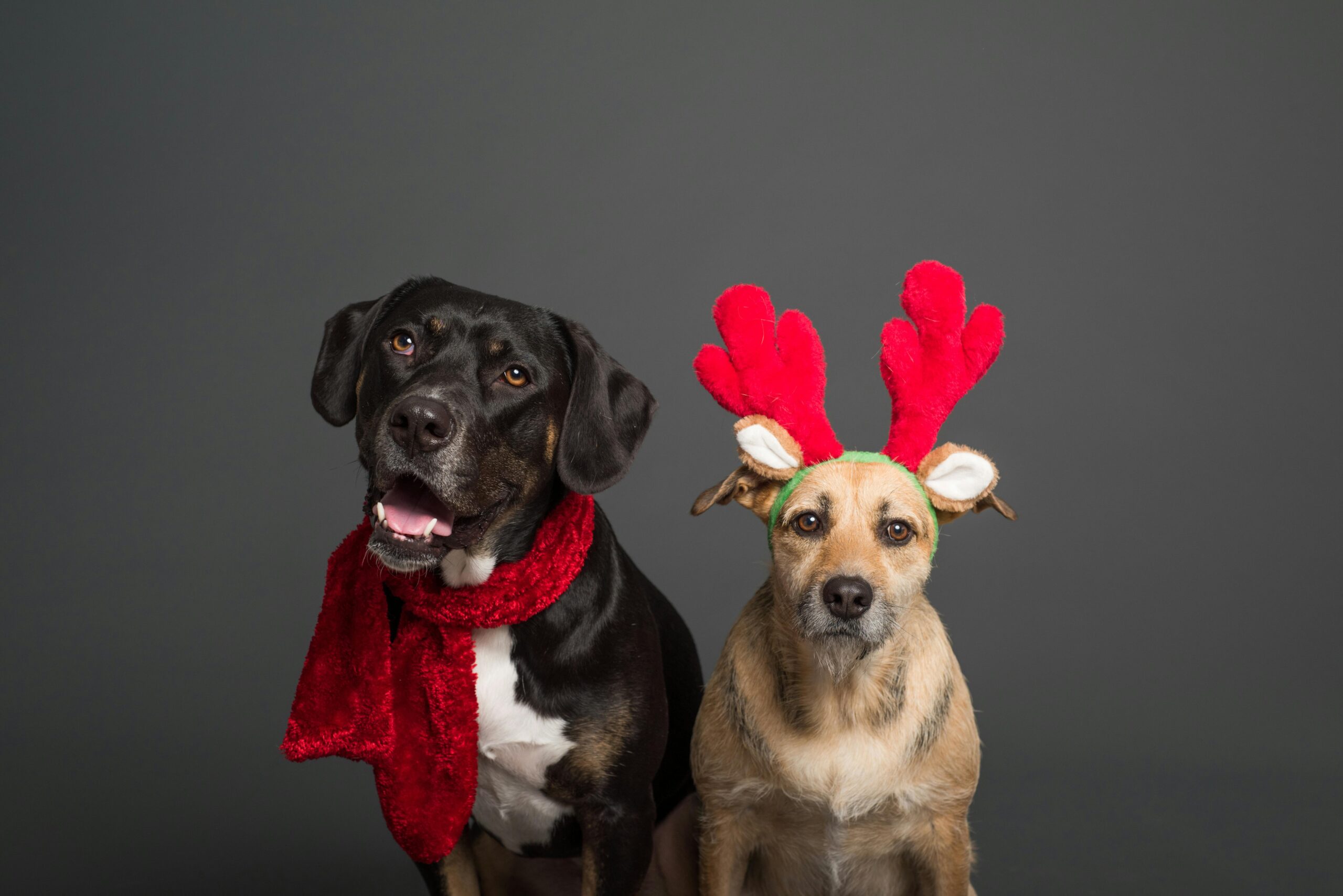 Confira 4 dicas essenciais para cuidar dos pets nas festas de final de ano e nas férias