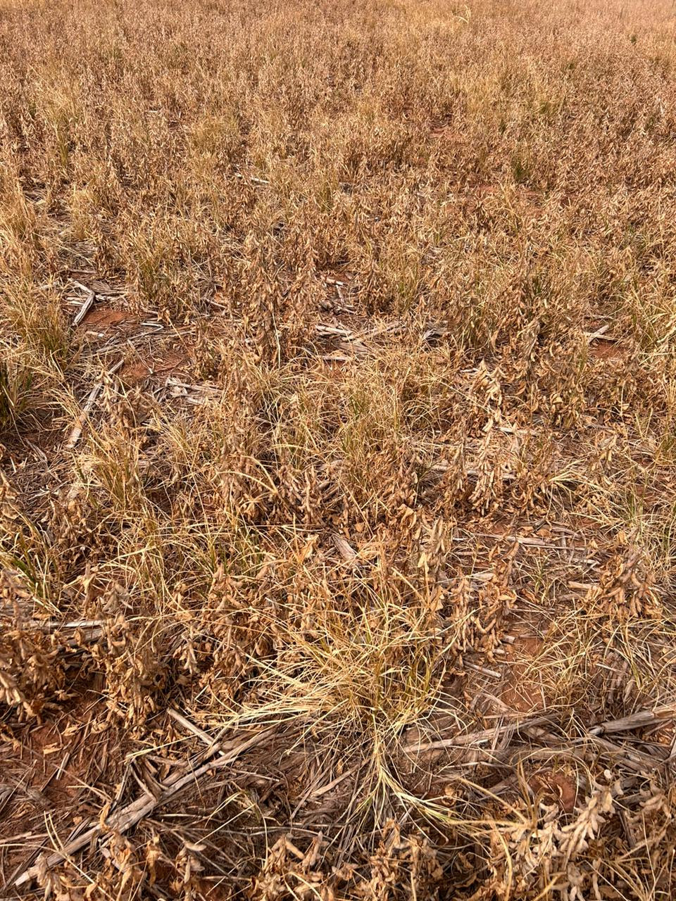 Como a dessecação pré-plantio do milho auxilia no controle de plantas daninhas