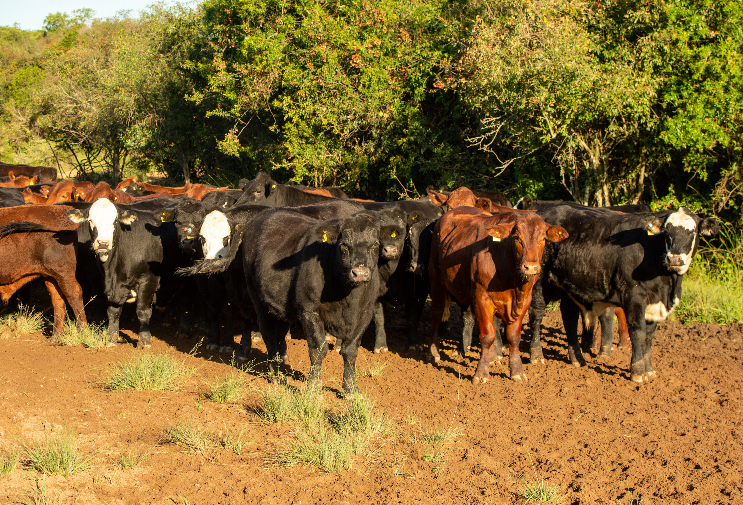 Seca já influencia preços no gado e causa falta de animal bem acabado para abate