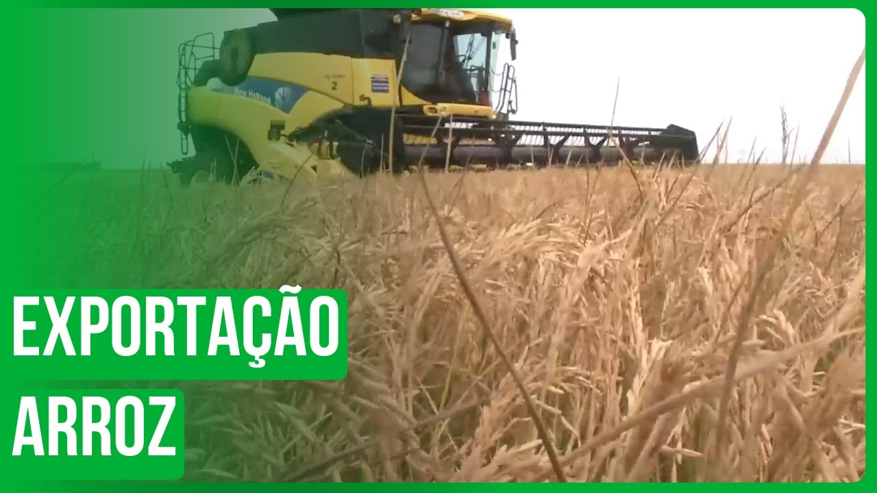 Brasil exporta menos arroz em dezembro/2024