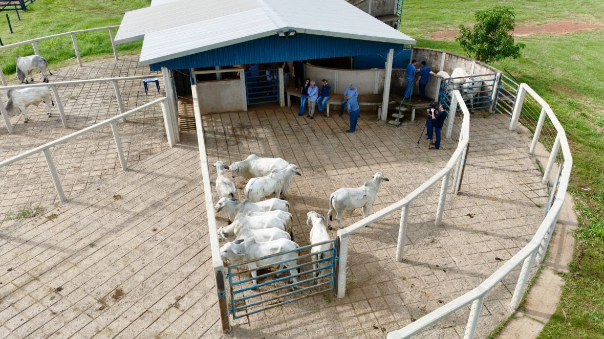 Começa a PGP da raça Tabapuã na Fazenda Experimental da ABCZ