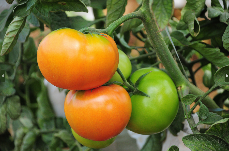 Produtor de tomate atendido pela Emater protagoniza história de sucessão familiar no campo