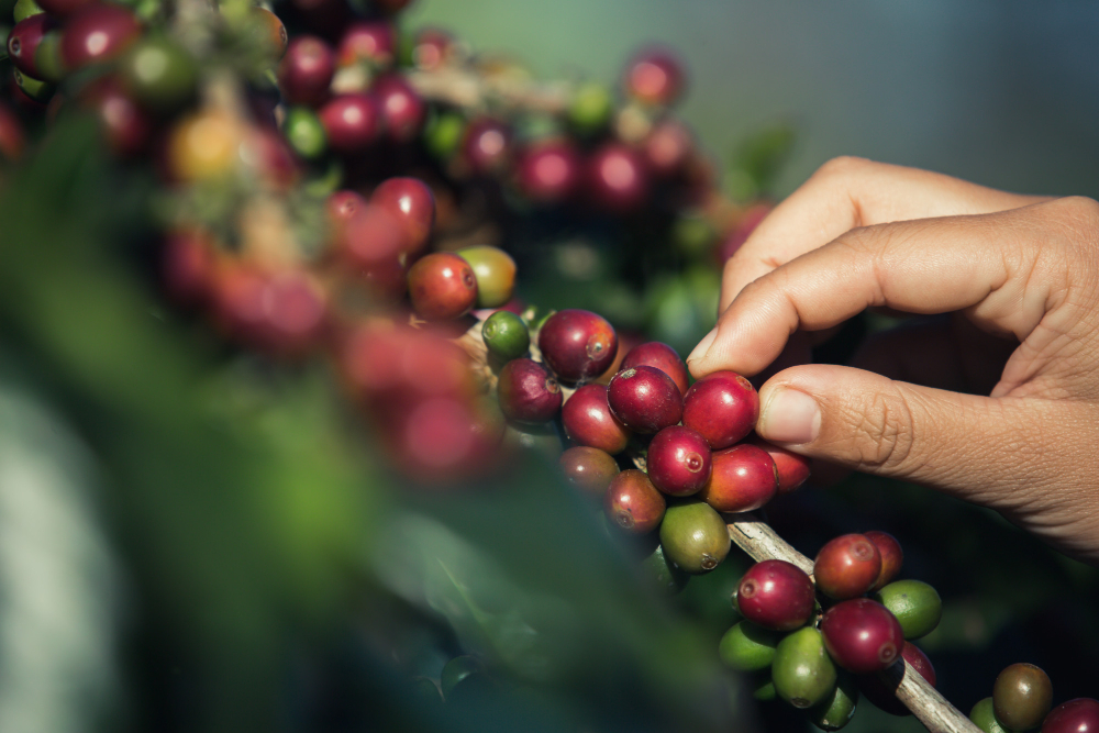 Impactos na produtividade do café pressionam preços para cima