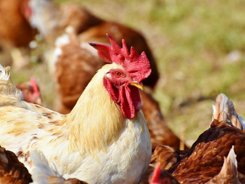 Surto de influenza aviária nos Estados Unidos reacende alerta para necessidade de reforço na defesa agropecuária