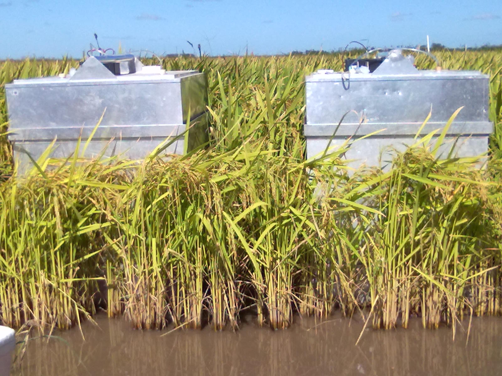 Ciência brasileira inova para produzir arroz com maior sustentabilidade e com menor impacto ambiental