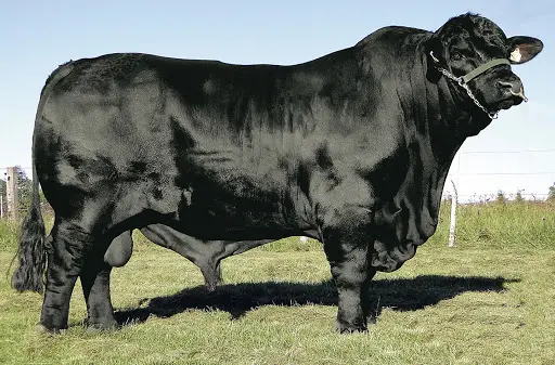 Nota Oficial do Programa Carne Angus Certificada