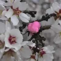 844a8d8d32f74ce0a99de12861ea4126_200x200