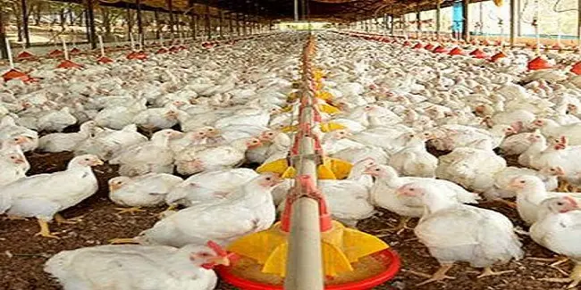 Pigmento na avicultura de corte vira peça-chave que decide a venda e o resultado da granja