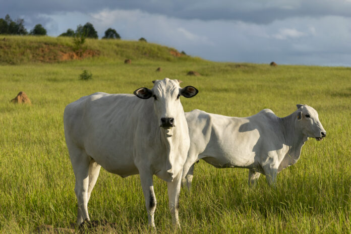 Nelore cattle in green pasture