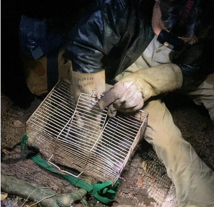 Agrodefesa realiza ação de controle de morcegos hematófagos em Água Fria de Goiás