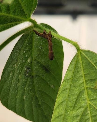 Controle da lagarta-do-cartucho pode ser feito com insumos biológicos, sem danos ao produtor e ambiente