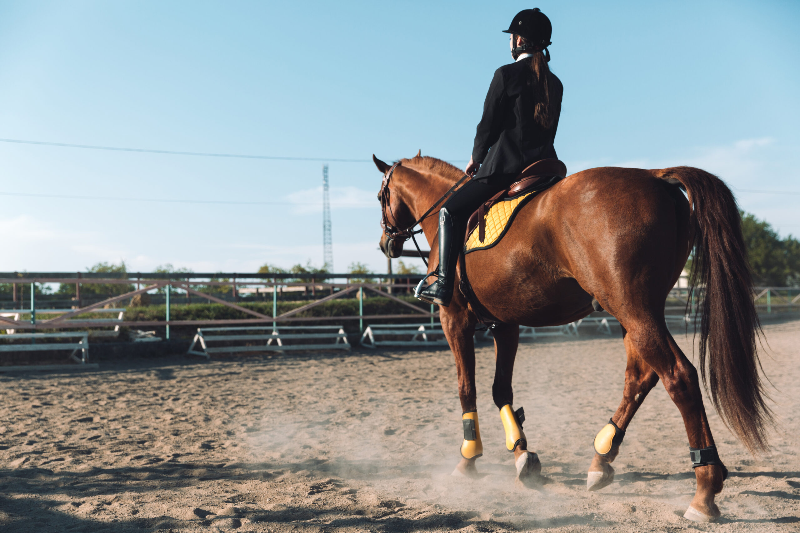 Síndrome do Navicular compromete desempenho e bem-estar de equinos
