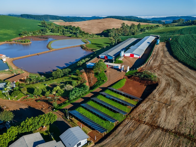 Mais de 60% do volume de aves e suínos da BRF é produzido com energia solar