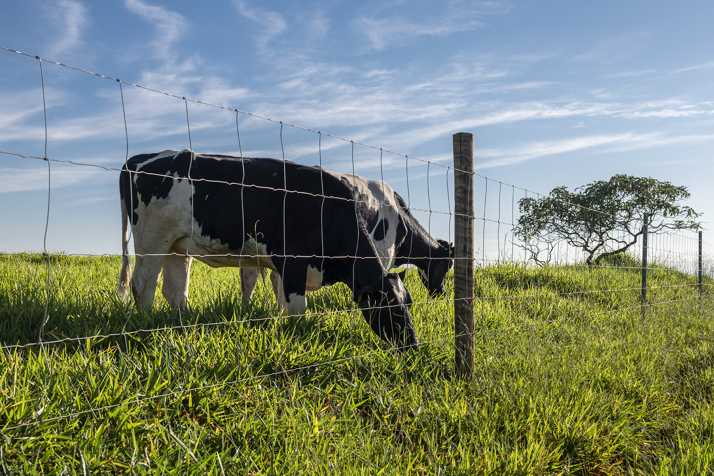 Cercas inteligentes aumentam produtividade do gado leiteiro