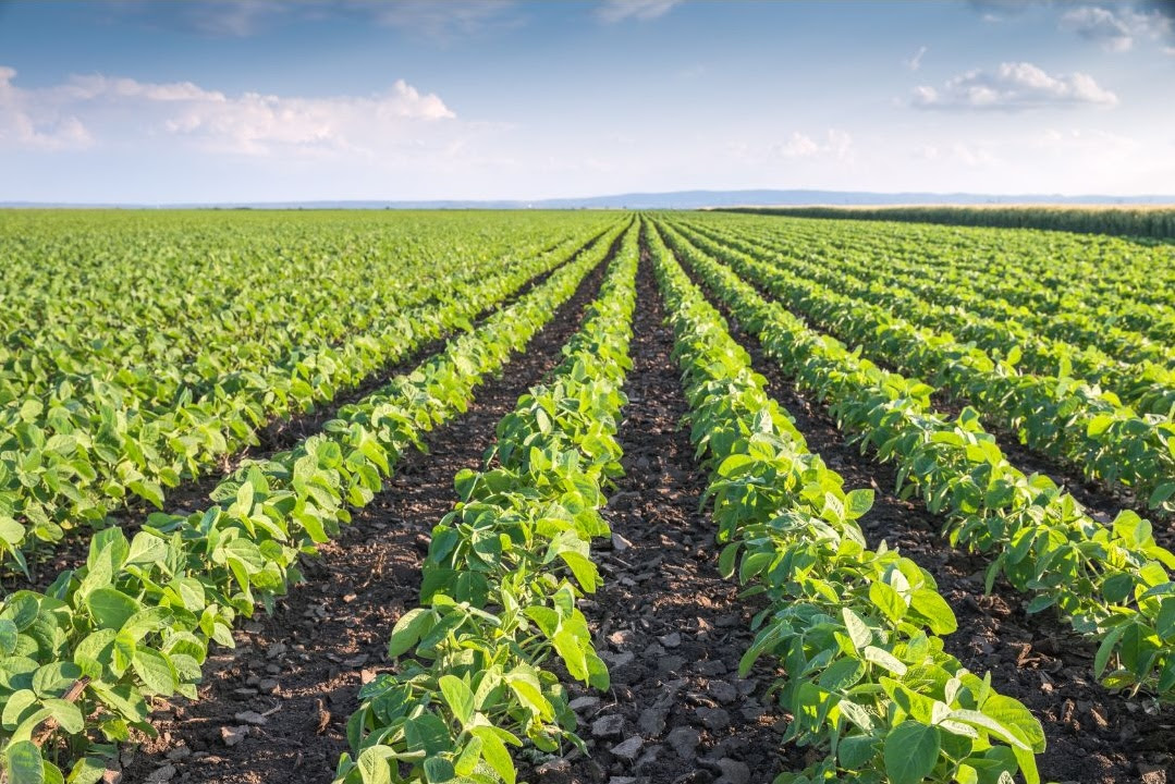 Fertilizantes funcionais reduzem perdas na agricultura