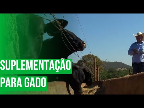 Suplementação para gado