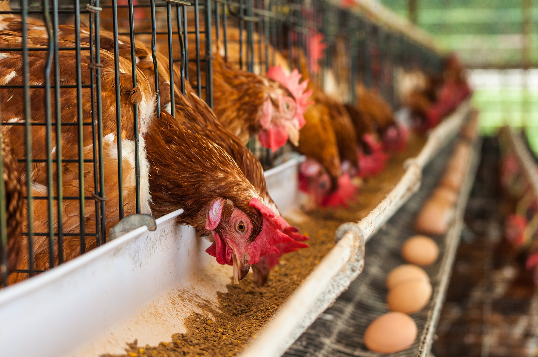 Queda de desemprenho produtivo aparece quando a dieta das aves precisa de atenção