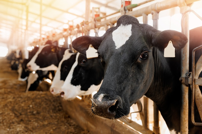 Estudo aponta aumento de receita em mais de R$ 650 por vaca e até 3,5 kg de leite por vaca/dia com uso de aminoácidos encapsulados